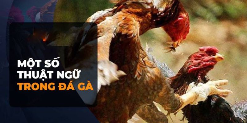 cac-thuat-ngu-da-ga-3