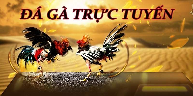Đa dạng loại hình cá cược đá gà C1 thịnh hành tại Win55