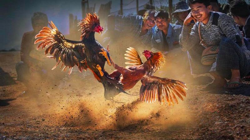 Cửa cược đá gà tại Win55 hấp dẫn